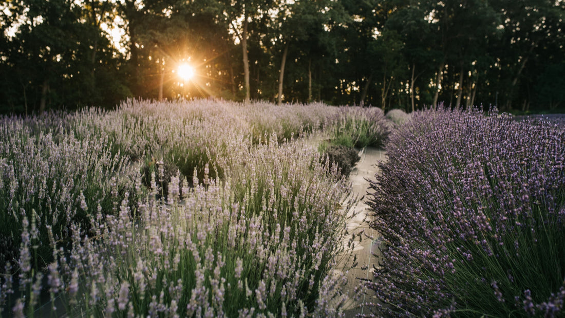 Golden hour sunlight over blooming lavender rows at Lake James Lavender Company in Angola, Indiana