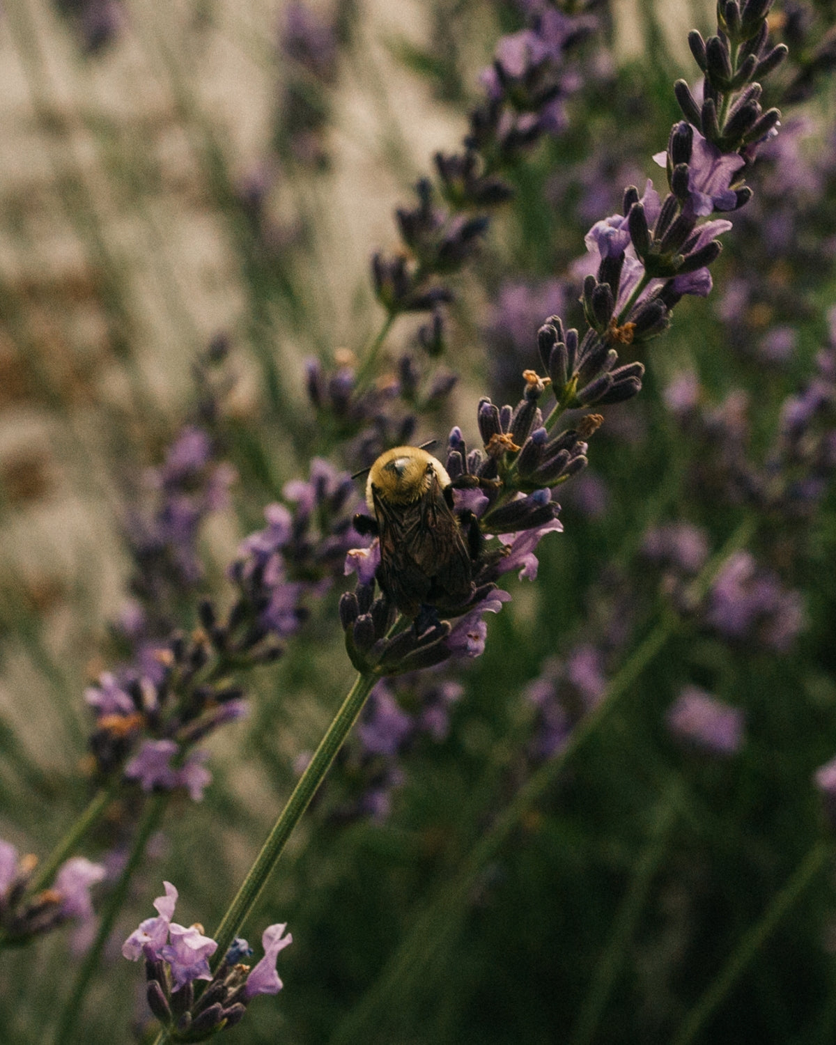 A close-up photograph of a bumblebee perched on a purple lavender flower spike pollinating lavender blooms at Lake James Lavender Company in Angola, Indiana, with more lavender stems and a soft-focus natural background.