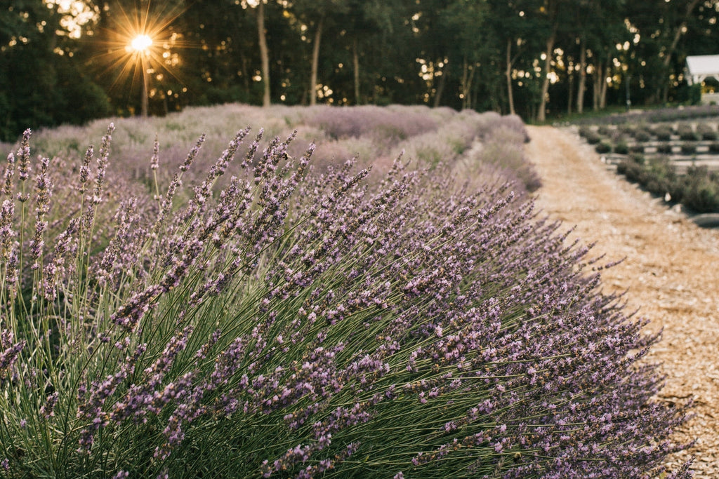 Lavender field in full bloom at golden hour in Angola, Indiana at Lake James Lavender Company