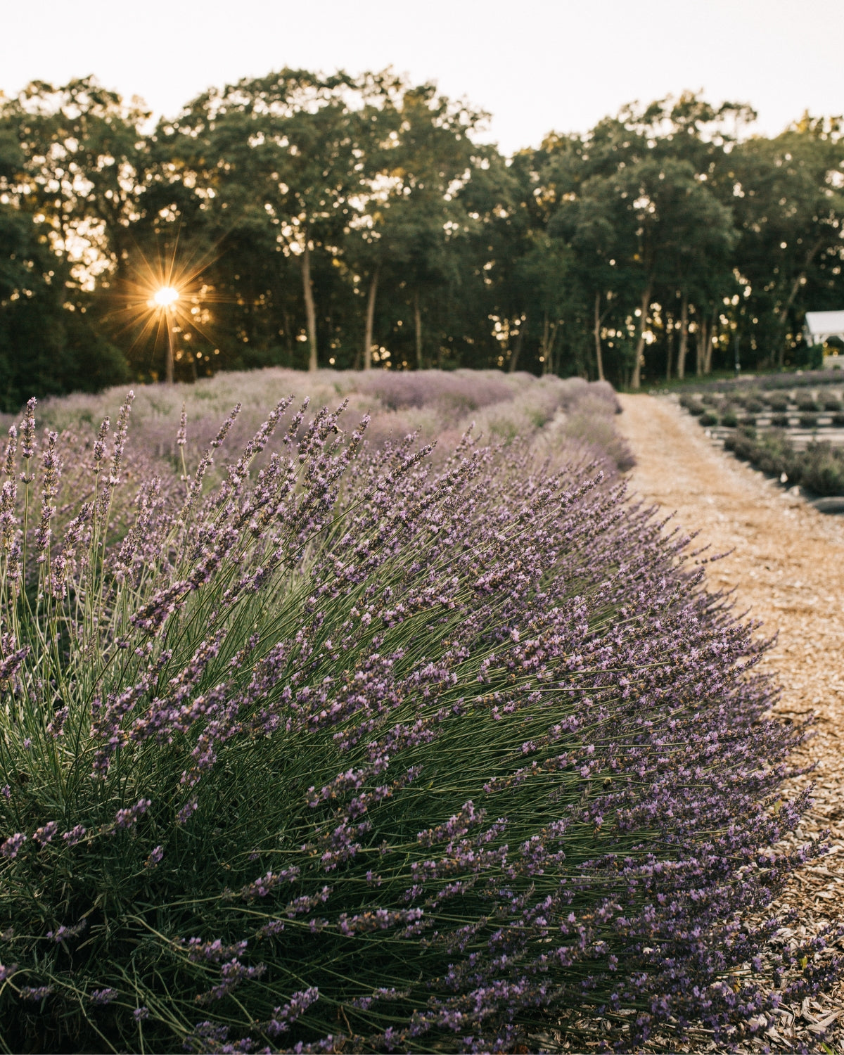 Lavender field in full bloom at golden hour in Angola, Indiana at Lake James Lavender Company