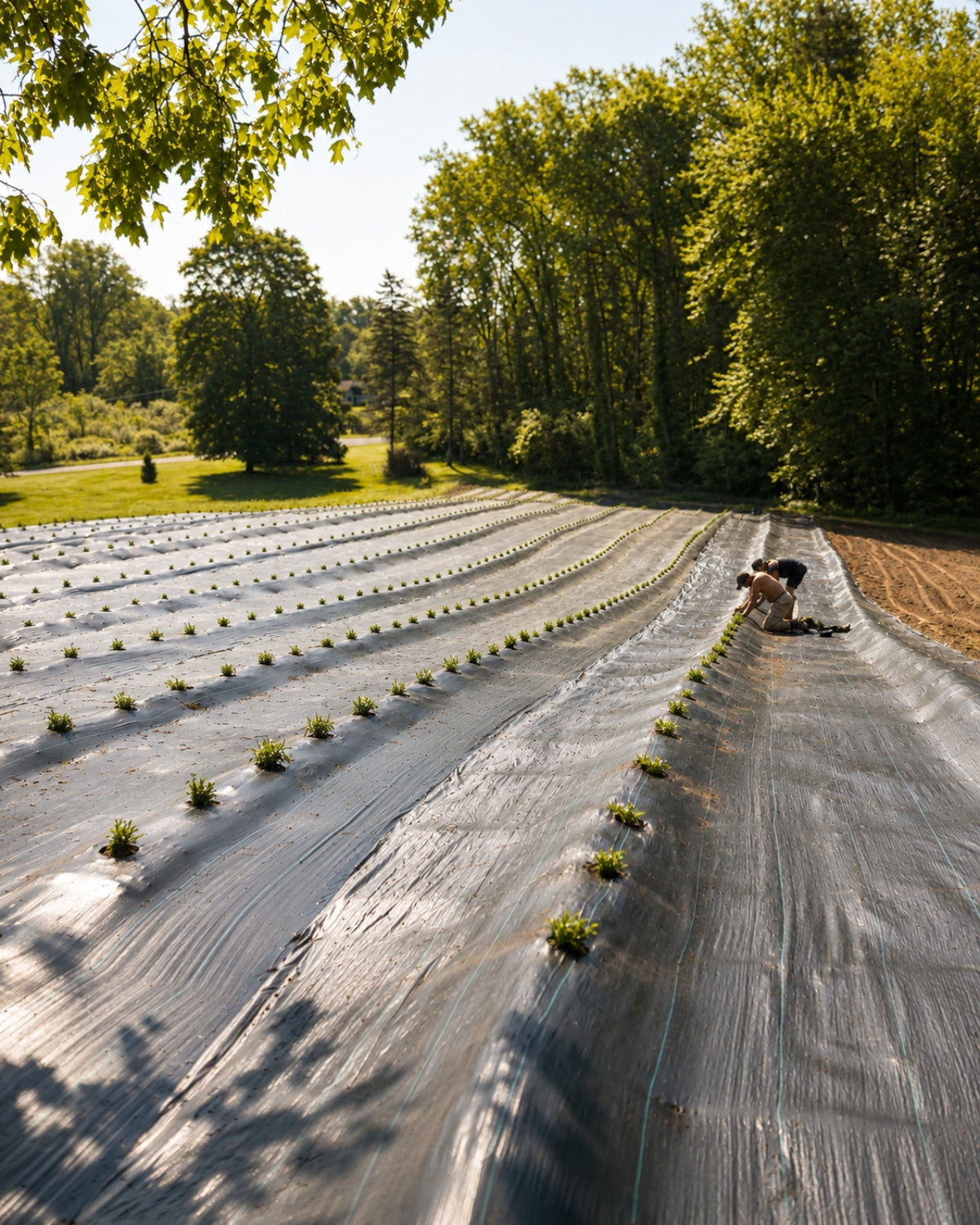 Young lavender plants growing in long field rows at a northeast Indiana lavender farm