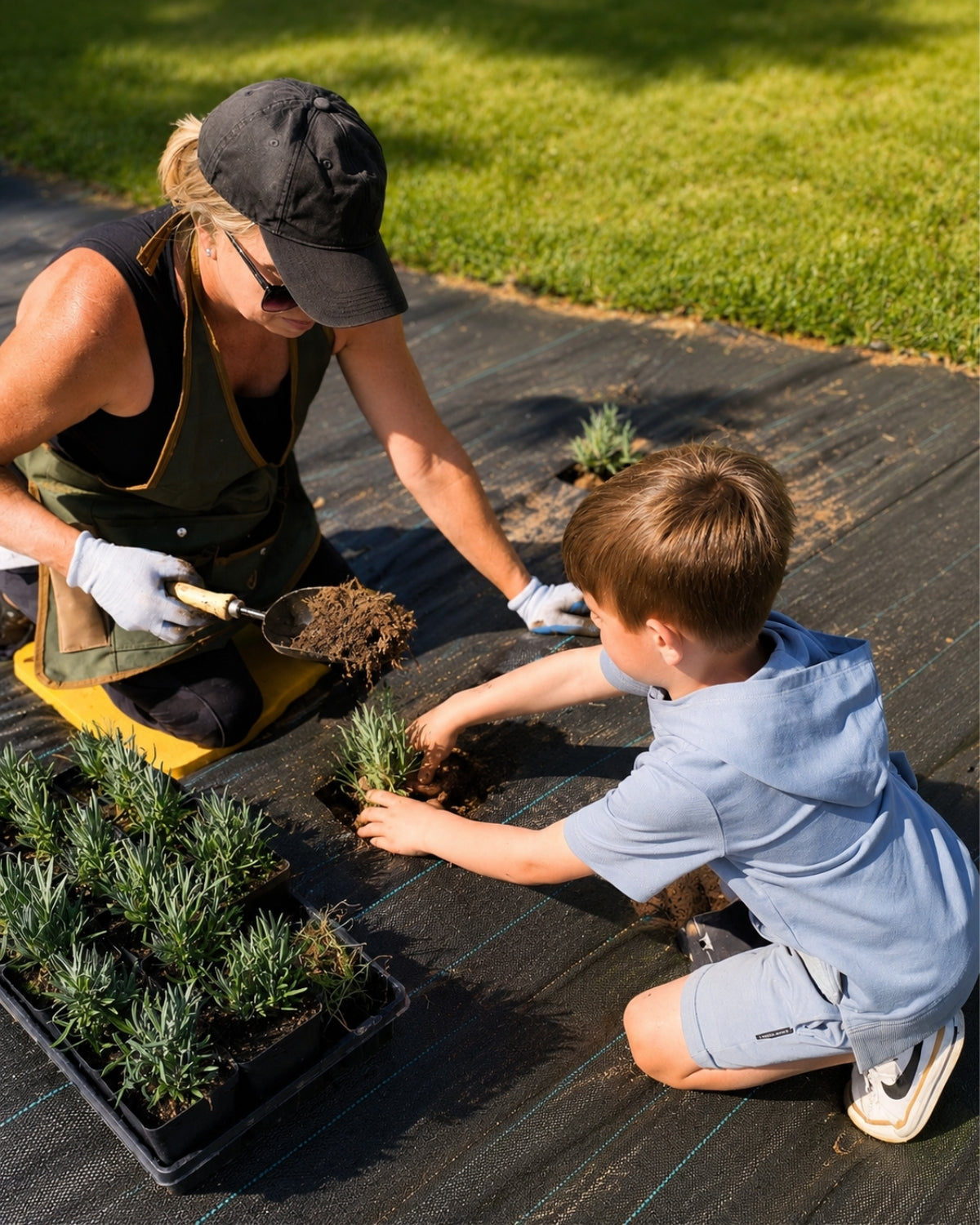 Family planting young lavender plants by hand in the field rows at our Indiana lavender farm
