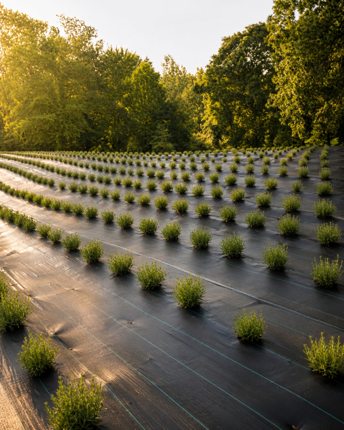 Rows of maturing lavender plants beginning to bloom at Lake James Lavender Company