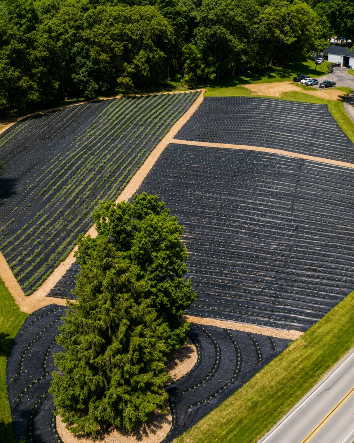 Aerial view of newly planted lavender rows at Lake James Lavender Company in Angola, Indiana